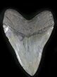 Large Fossil Megalodon Tooth - South Carolina #24449-2